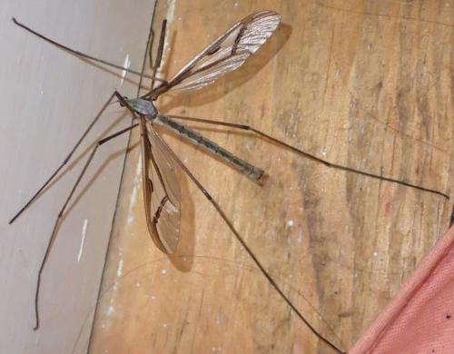 Pedicia rivosa